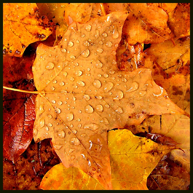 Raindrops