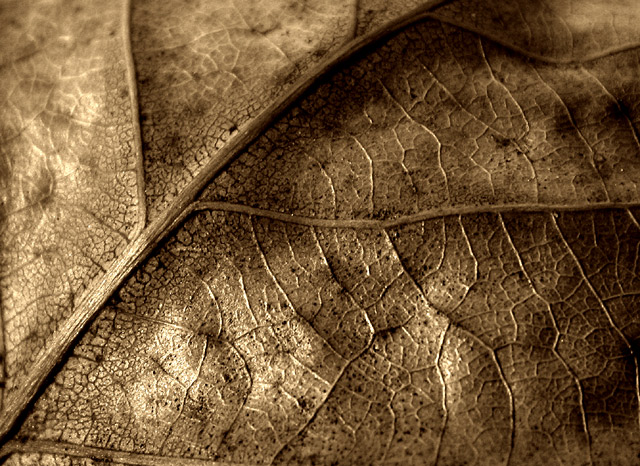 Leaf in sepia - macro study