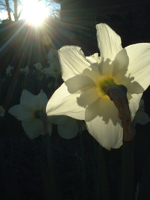 morning sun