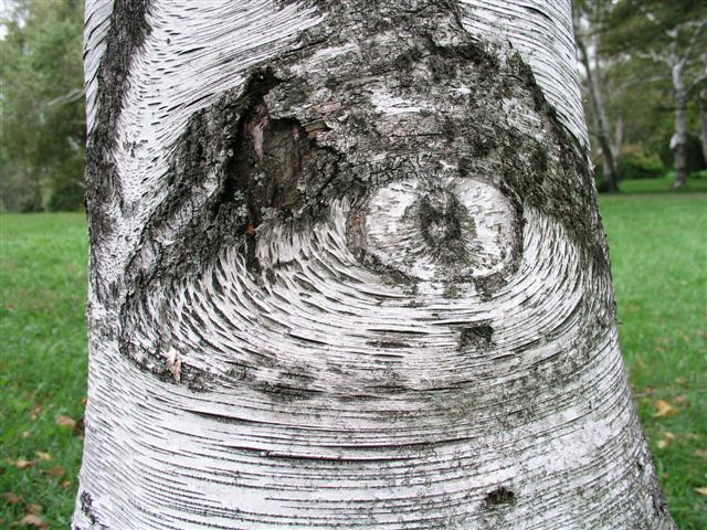 Tree with an Eye