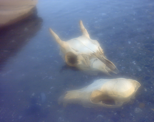 Predator and prey (deer and coyote) skulls in water