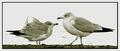Birds of a Feather Flock Together (like DPC members)
