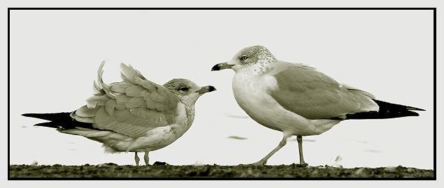 Birds of a Feather Flock Together (like DPC members)