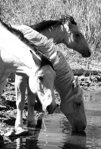 You Can Lead a Horse to Water.....