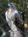 "A Field Guide to Hawks of North America"