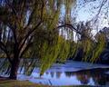 Wind in the Willows