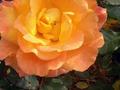 Success with ROSES