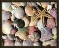 Gift from the Sea  (Anne Morrow Lindbergh)