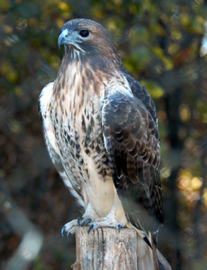 "A Field Guide to Hawks of North America"