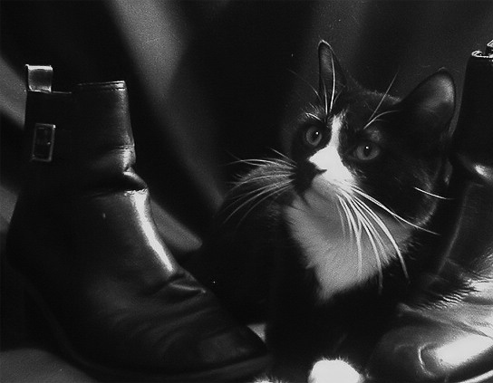 Puss In Boots