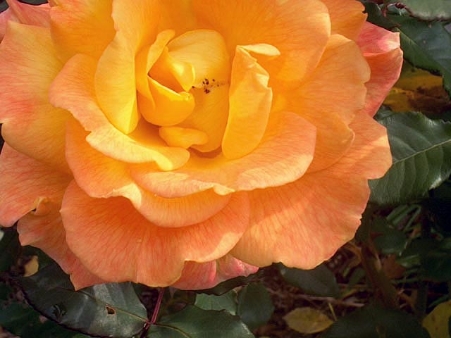 Success with ROSES