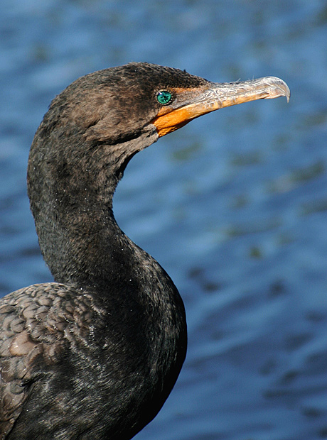 A Photographic Guide to Birds