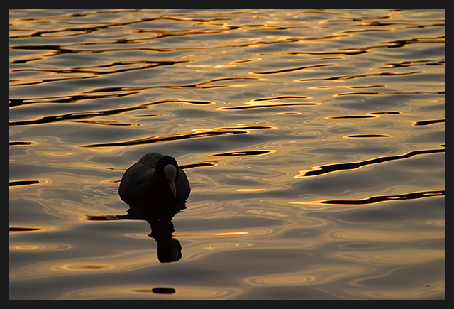 On Golden Pond