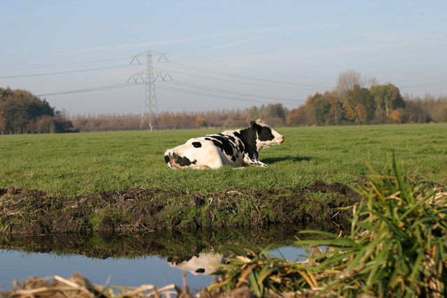 High Wire Cow