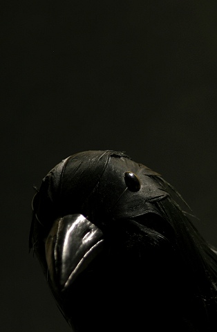 Akula the Black Bird