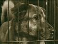 One of Millions Sentenced to Die Yearly. Spay or Neuter Your Pet.