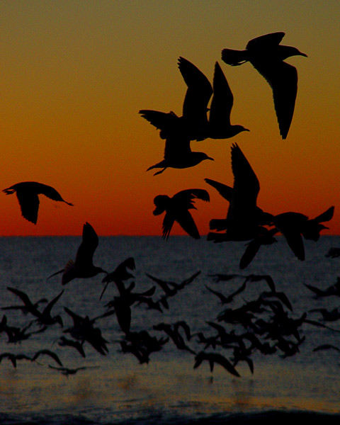 Soar II