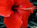 Aromatic gravity
