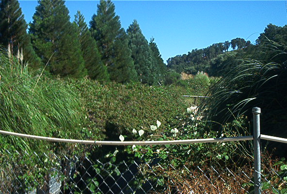 Breath In!! ... Fresh Clean Air & The Ever Fragrant Greenery...Hmmmm!!