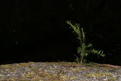 by a creek in the Australian bush