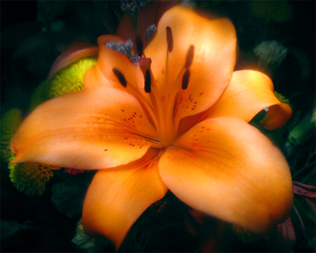 Orange Lily