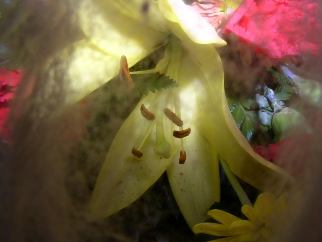 Hushed Flowers
