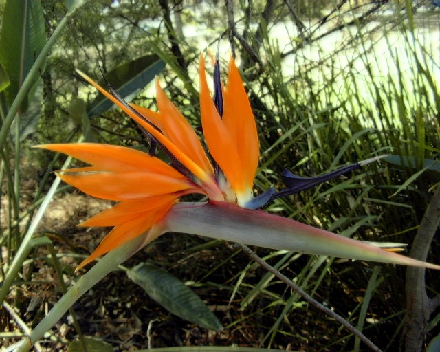 Bird of Paradise