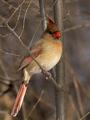 Winter Cardinal