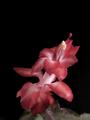 Blossom of a Christmas Cactus