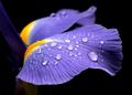Purple Rain