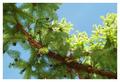 Crossing Branch with Cones