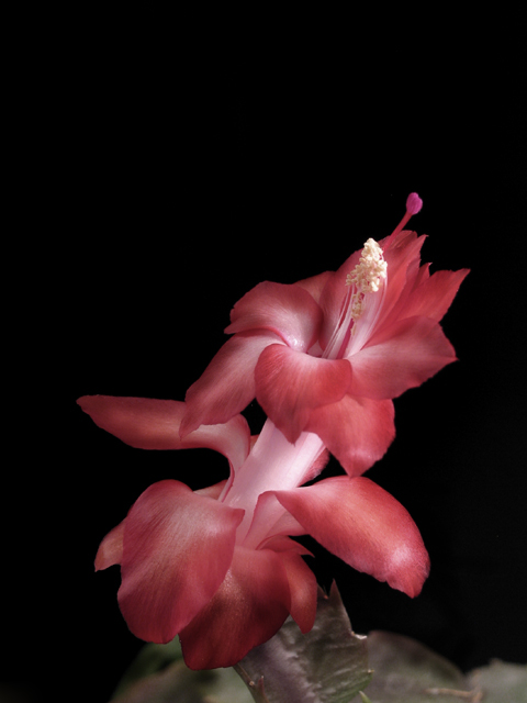 Blossom of a Christmas Cactus