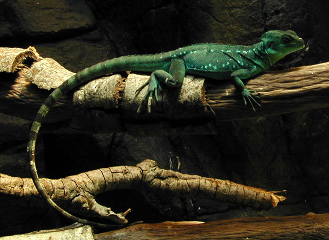 Green Lizard