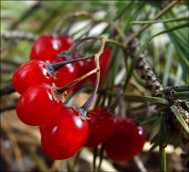 Red Berries