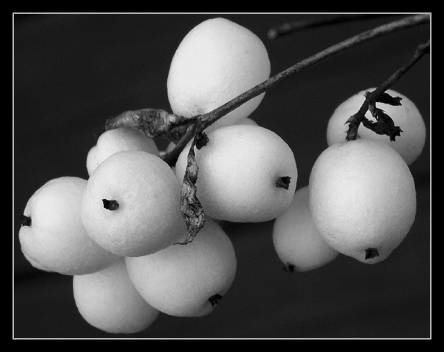 Snowberries