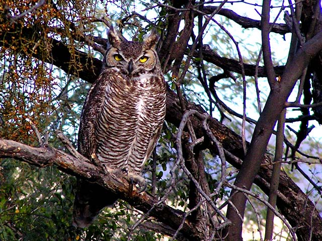 Mesquite, Mistletoe, & Merlin the Magician (Great Horned Owl in the wild)