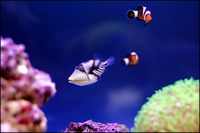 Finding Nemo