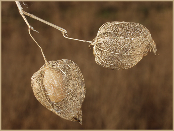 Wind Blown Pods