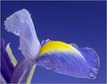 Iris Drops