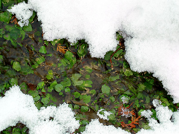 Winter Stream