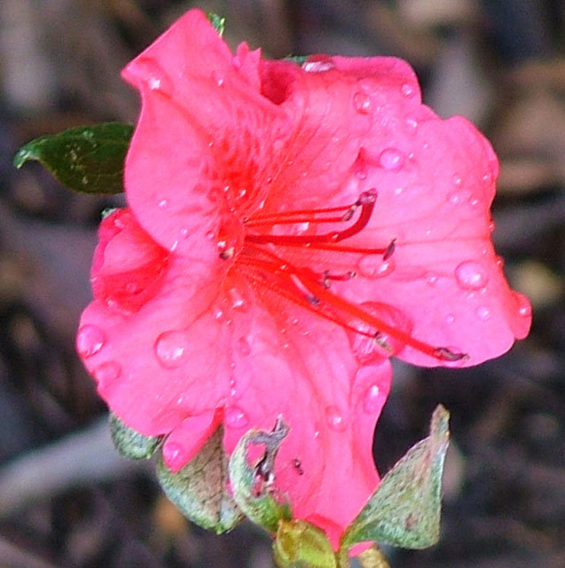 Pink flower with raindrops