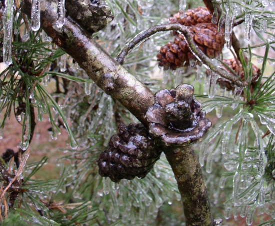 Wintry Mix!