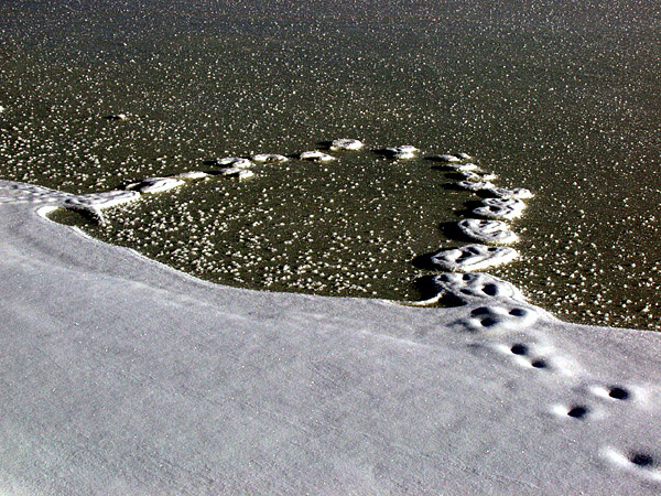 Glen Lake deer tracks....