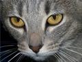 Cat Eye's