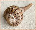 Spiral