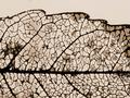 natural nerves network