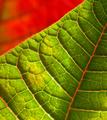 Poinsettia Leaf