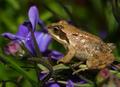 common frog