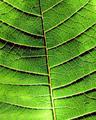 poinssetias leaf