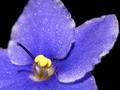 African Violet